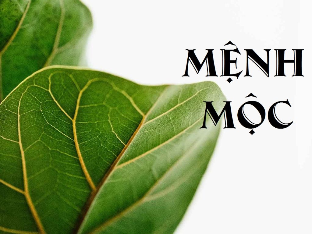 Ứng dụng phong thủy mệnh Mộc vào không gian sống giúp gia chủ thu hút tài lộc, bình an